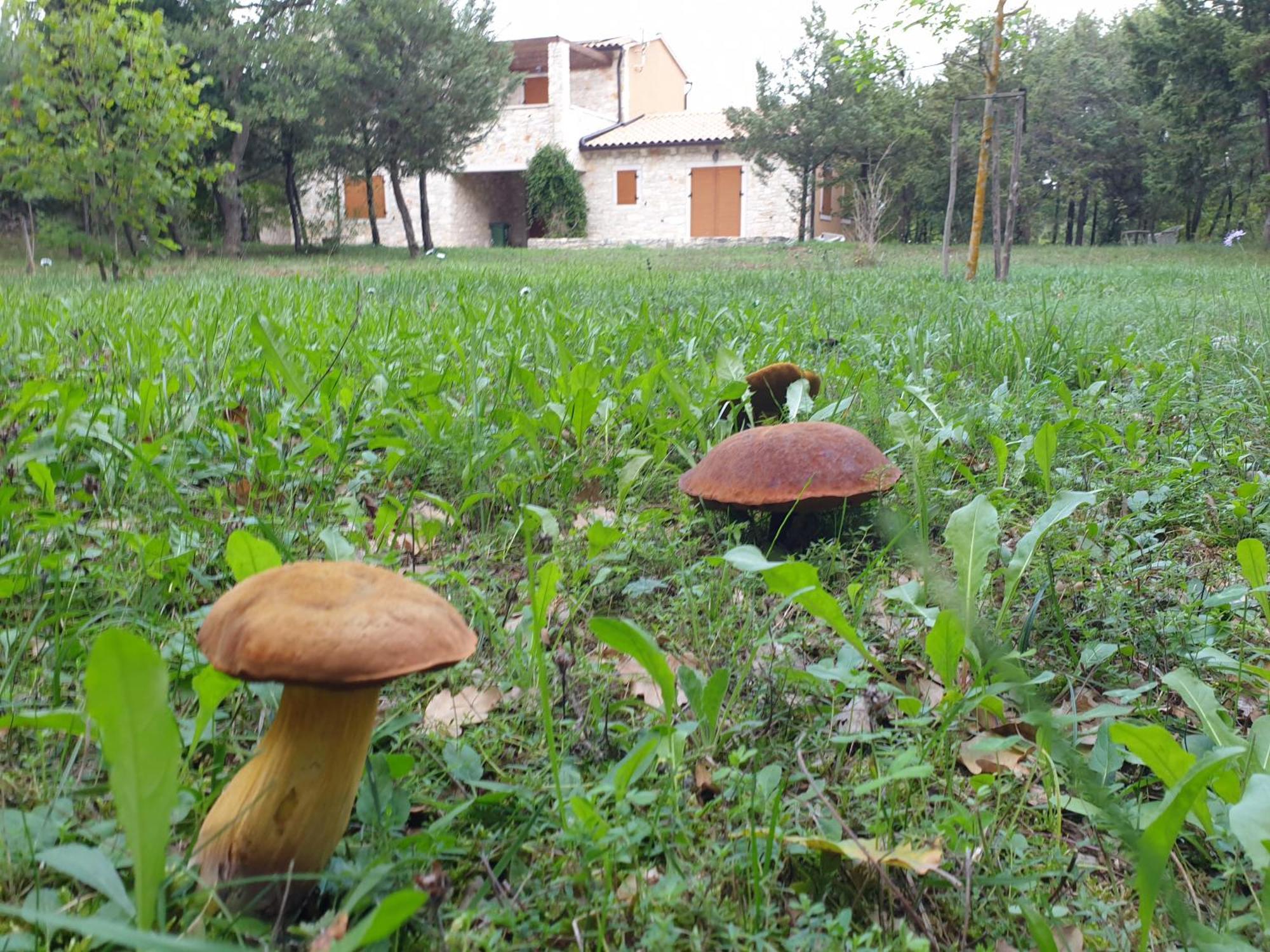 Villa Valeria Divšići Εξωτερικό φωτογραφία